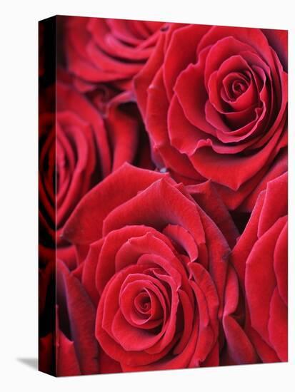 Bouquet of Red Roses-Clive Nichols-Stretched Canvas