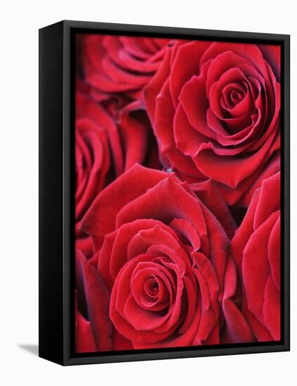 Bouquet of Red Roses-Clive Nichols-Framed Stretched Canvas