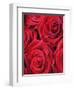 Bouquet of Red Roses-Clive Nichols-Framed Premium Photographic Print