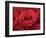 Bouquet of Red Roses-Owen Franken-Framed Photographic Print