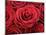 Bouquet of Red Roses-Owen Franken-Mounted Photographic Print