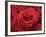 Bouquet of Red Roses-Owen Franken-Framed Photographic Print