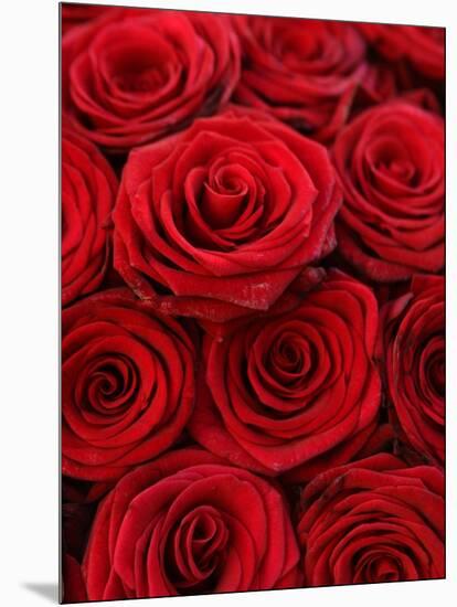 Bouquet of Red Roses-Owen Franken-Mounted Photographic Print