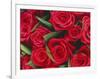 Bouquet of Red Roses-Clive Nichols-Framed Photographic Print