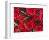 Bouquet of Red Roses-Clive Nichols-Framed Photographic Print