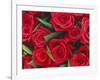 Bouquet of Red Roses-Clive Nichols-Framed Photographic Print