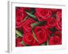 Bouquet of Red Roses-Clive Nichols-Framed Photographic Print