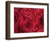 Bouquet of Red Roses-Clive Nichols-Framed Photographic Print