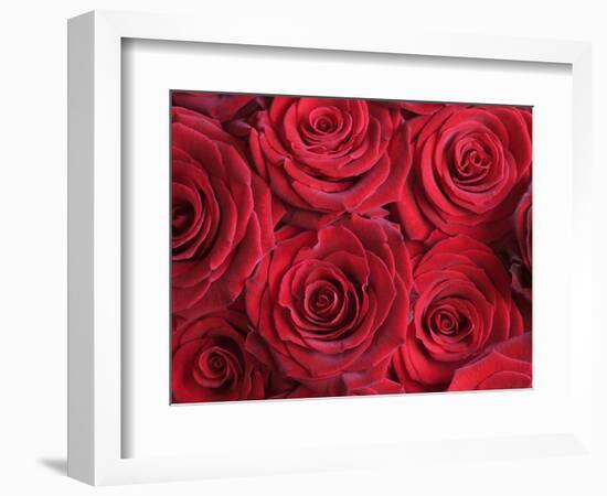 Bouquet of Red Roses-Clive Nichols-Framed Photographic Print