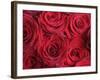 Bouquet of Red Roses-Clive Nichols-Framed Photographic Print