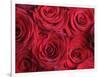 Bouquet of Red Roses-Clive Nichols-Framed Photographic Print