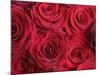 Bouquet of Red Roses-Clive Nichols-Mounted Photographic Print