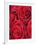 Bouquet of Red Roses-Clive Nichols-Framed Photographic Print