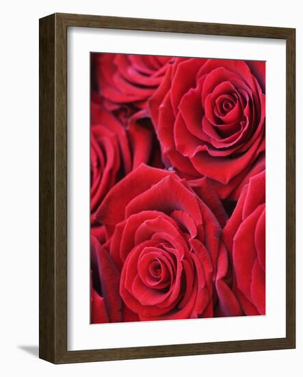 Bouquet of Red Roses-Clive Nichols-Framed Photographic Print