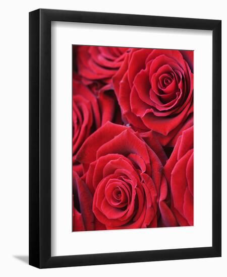 Bouquet of Red Roses-Clive Nichols-Framed Photographic Print