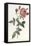Bouquet of Rose, Anemone and Clematis-Pierre-Joseph Redouté-Framed Stretched Canvas