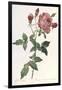 Bouquet of Rose, Anemone and Clematis-Pierre-Joseph Redouté-Framed Giclee Print