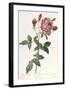 Bouquet of Rose, Anemone and Clematis-Pierre-Joseph Redouté-Framed Giclee Print