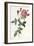 Bouquet of Rose, Anemone and Clematis-Pierre-Joseph Redouté-Framed Giclee Print