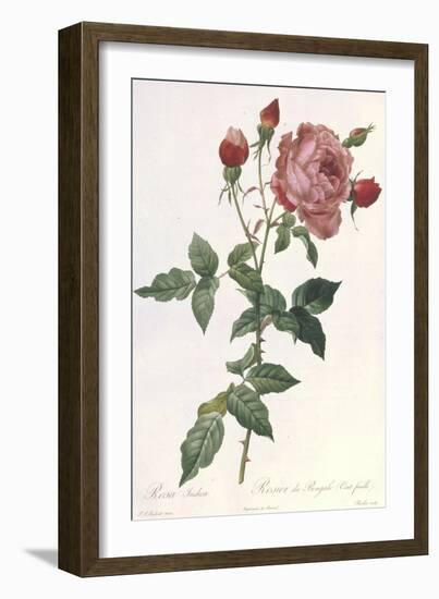 Bouquet of Rose, Anemone and Clematis-Pierre-Joseph Redouté-Framed Giclee Print