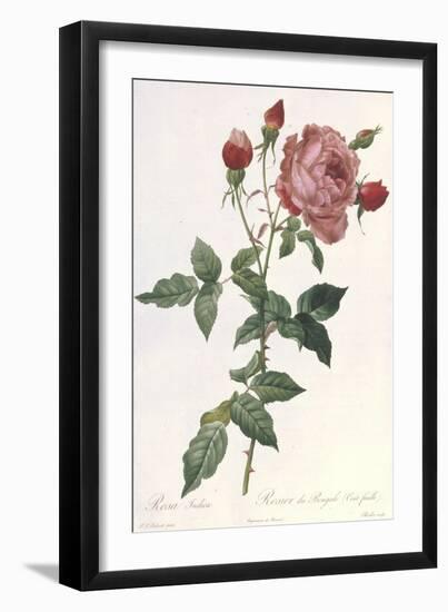 Bouquet of Rose, Anemone and Clematis-Pierre-Joseph Redouté-Framed Giclee Print