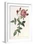 Bouquet of Rose, Anemone and Clematis-Pierre-Joseph Redouté-Framed Giclee Print