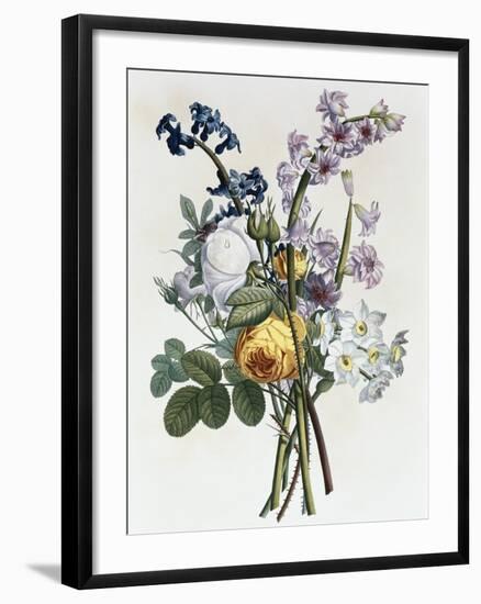 Bouquet of Rose, Narcissus and Hyacinth-Jean Louis Prevost-Framed Giclee Print