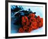 Bouquet of Roses-Colin Anderson-Framed Photographic Print