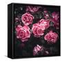 Bouquet of Roses-Philippe Sainte-Laudy-Framed Stretched Canvas