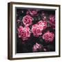 Bouquet of Roses-Philippe Sainte-Laudy-Framed Photographic Print