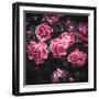 Bouquet of Roses-Philippe Sainte-Laudy-Framed Photographic Print