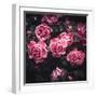 Bouquet of Roses-Philippe Sainte-Laudy-Framed Photographic Print