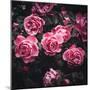 Bouquet of Roses-Philippe Sainte-Laudy-Mounted Photographic Print