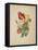 Bouquet of Tulips, from Flora's Dictionary, 1838-E. W. Wirt-Framed Stretched Canvas