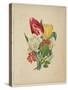 Bouquet of Tulips, from Flora's Dictionary, 1838-E. W. Wirt-Stretched Canvas