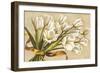 Bouquet perla-Lisa Corradini-Framed Art Print