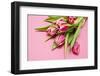 Bouquet, Tulips, Pink, Table-Sebastian Scheuerecker-Framed Photographic Print