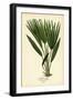 Bourbon Palm or Chinese Fan Palm, Livistona Chinensis. Chromolithograph from an Illustration by Des-Désiré Georges Jean Marie Bois-Framed Giclee Print