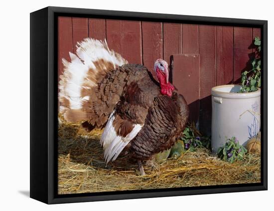 Bourbon Red Breed of Domestic Turkey, Male, USA-Lynn M^ Stone-Framed Stretched Canvas