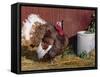 Bourbon Red Breed of Domestic Turkey, Male, USA-Lynn M^ Stone-Framed Stretched Canvas