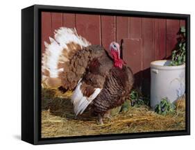 Bourbon Red Breed of Domestic Turkey, Male, USA-Lynn M^ Stone-Framed Stretched Canvas