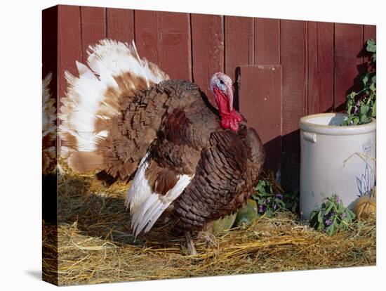 Bourbon Red Breed of Domestic Turkey, Male, USA-Lynn M^ Stone-Stretched Canvas