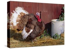 Bourbon Red Breed of Domestic Turkey, Male, USA-Lynn M^ Stone-Stretched Canvas