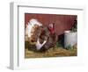 Bourbon Red Breed of Domestic Turkey, Male, USA-Lynn M^ Stone-Framed Premium Photographic Print