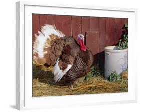 Bourbon Red Breed of Domestic Turkey, Male, USA-Lynn M^ Stone-Framed Photographic Print