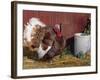 Bourbon Red Breed of Domestic Turkey, Male, USA-Lynn M^ Stone-Framed Photographic Print