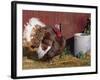 Bourbon Red Breed of Domestic Turkey, Male, USA-Lynn M^ Stone-Framed Photographic Print