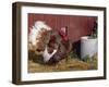 Bourbon Red Breed of Domestic Turkey, Male, USA-Lynn M^ Stone-Framed Photographic Print