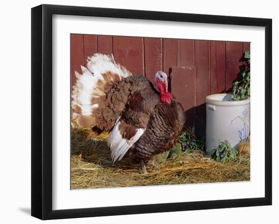 Bourbon Red Breed of Domestic Turkey, Male, USA-Lynn M^ Stone-Framed Photographic Print