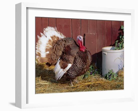 Bourbon Red Breed of Domestic Turkey, Male, USA-Lynn M^ Stone-Framed Photographic Print